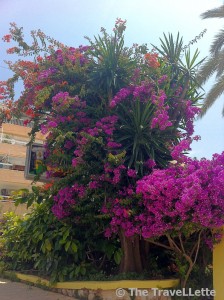 Blumen Ibiza
