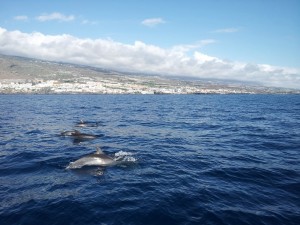 Delfine Los Gigantes Teneriffa