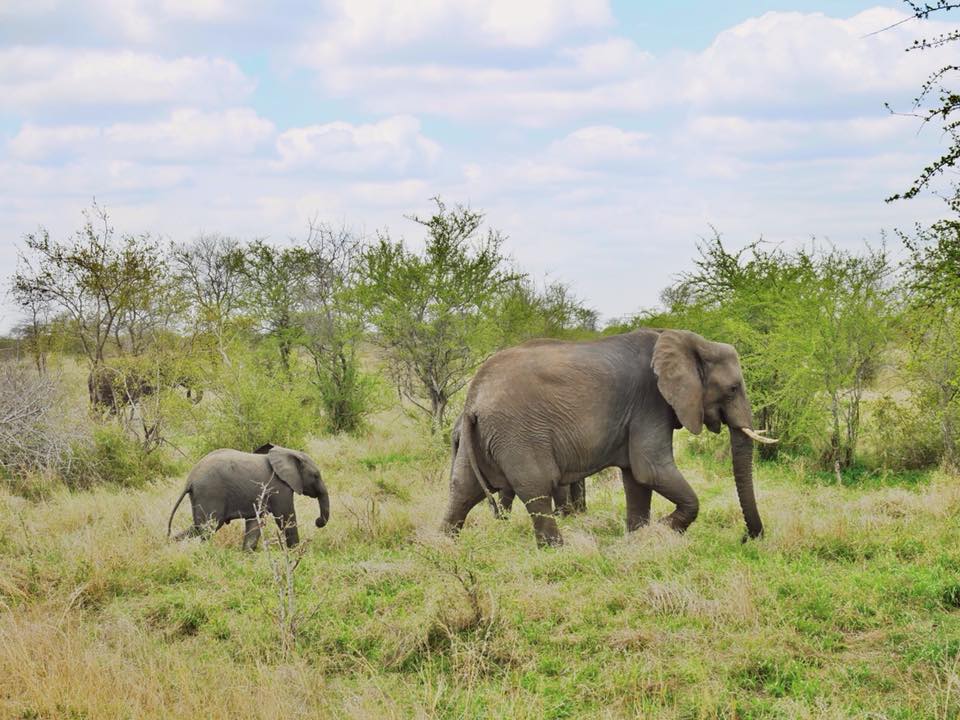 Elefanten Krueger Nationalpark