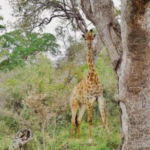 Giraffe Krueger Nationalpark