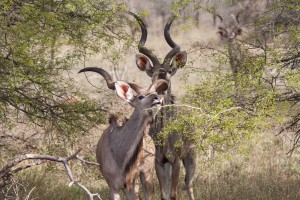 Impala Krueger Nationalpark