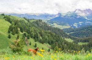 Seiser Alm Südtirol Wanderungen Tipps